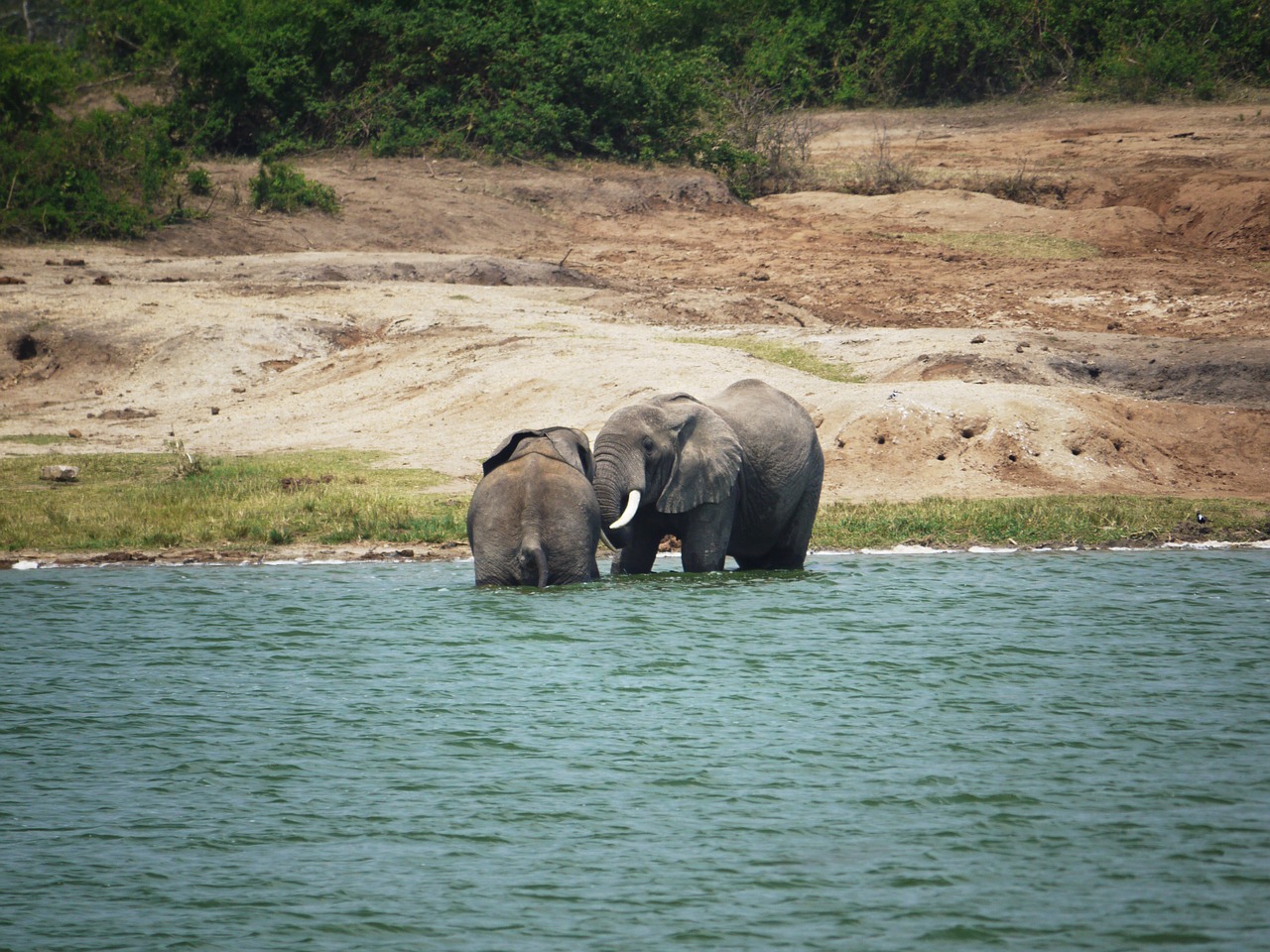 elephant swim play free photo