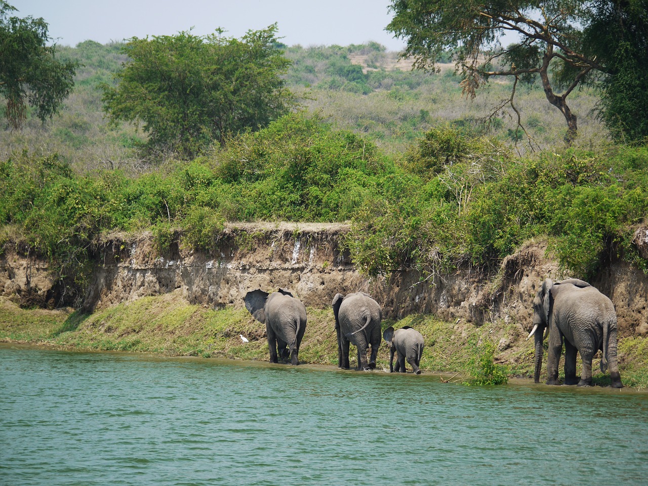elephant uganda bluff free photo