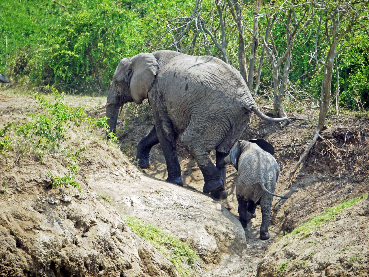 elephant uganda upward free photo