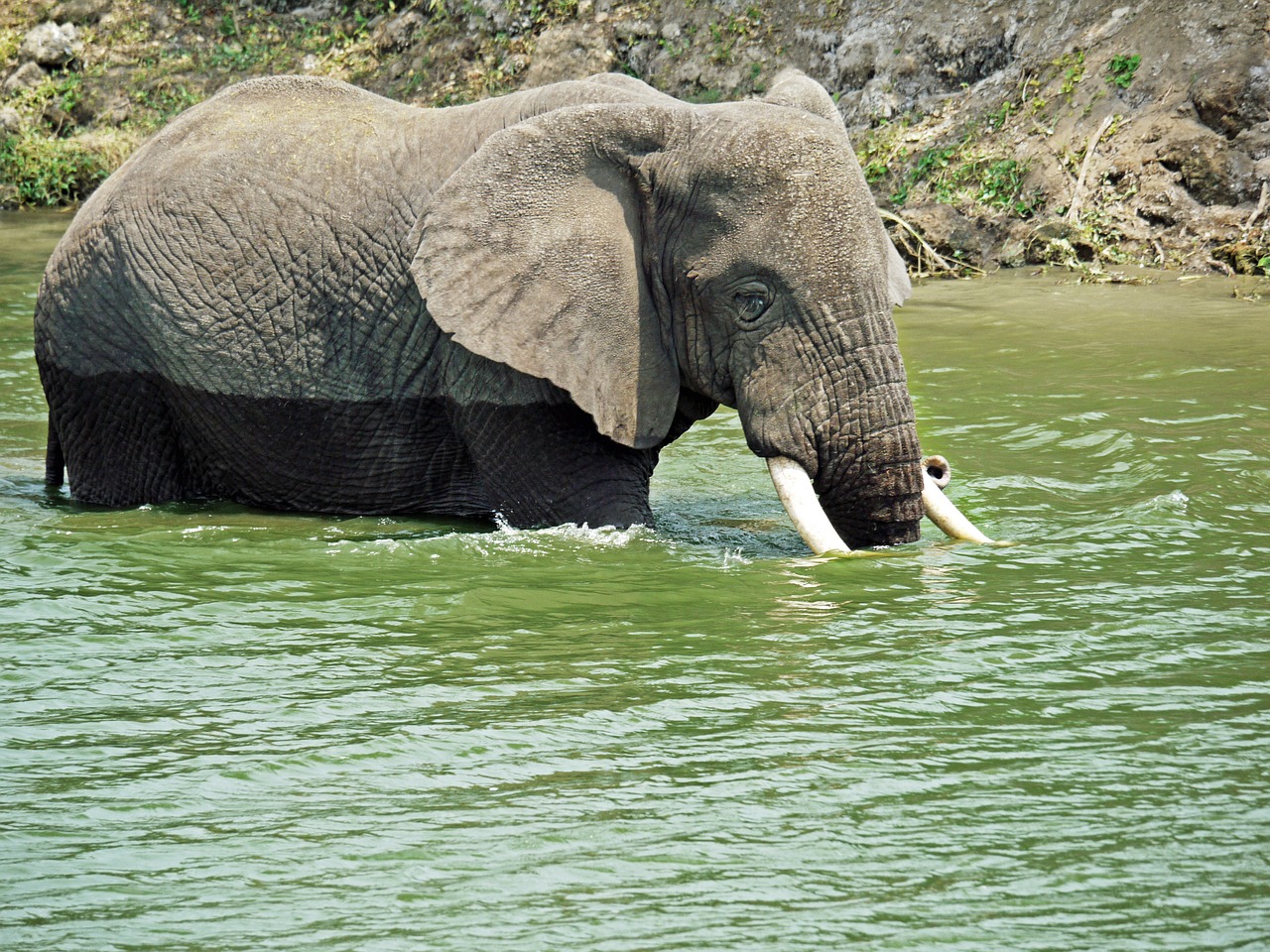 elephant swim play free photo