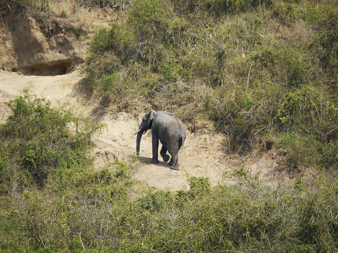 elephant uganda rise free photo