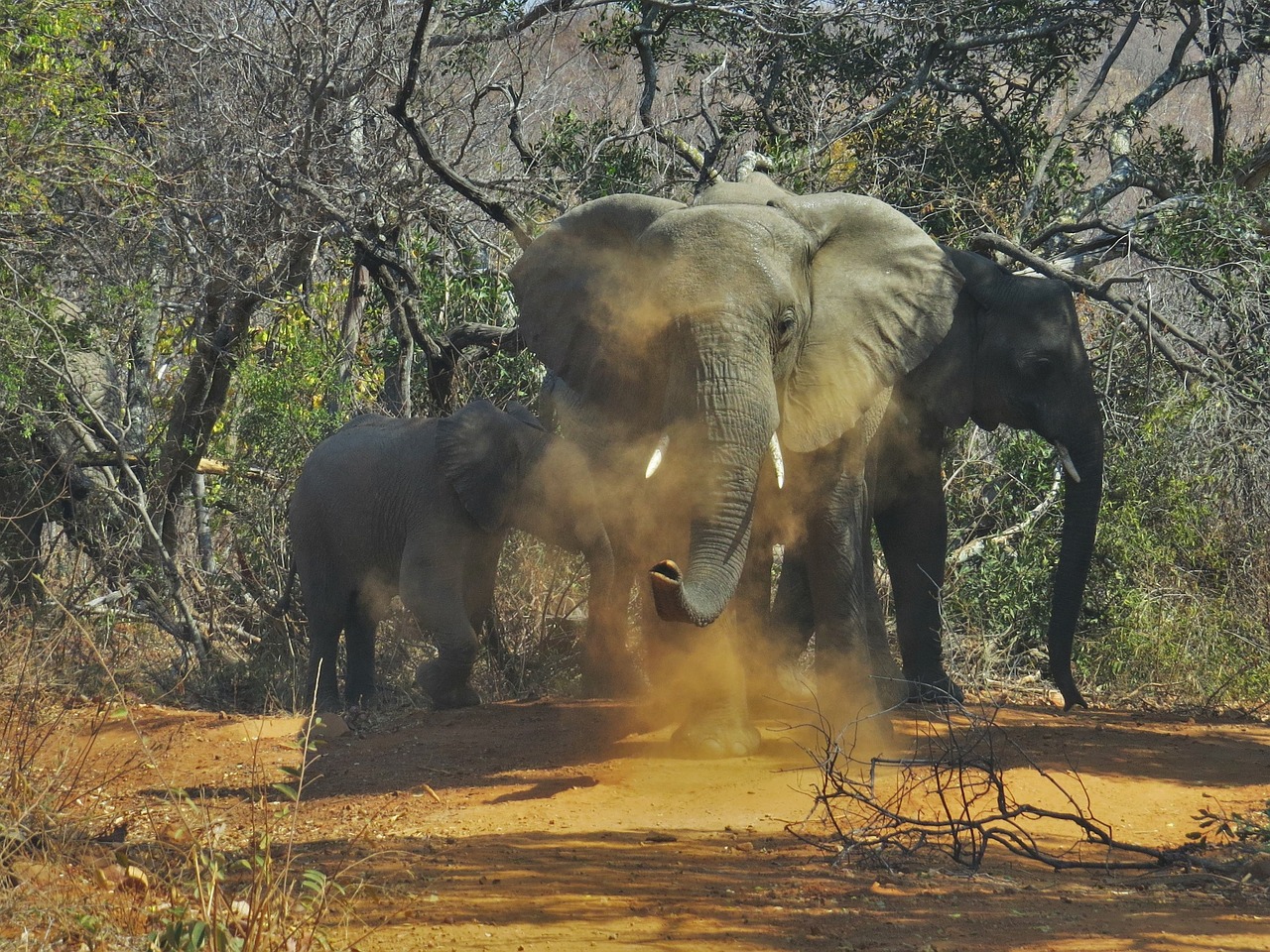 elephant wild life nature free photo