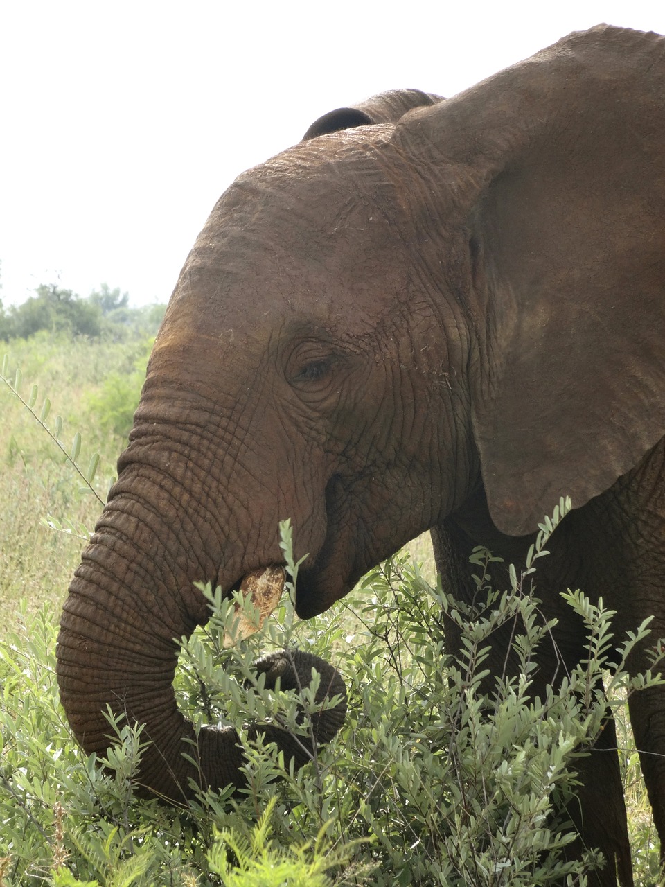 elephant safari wildlife free photo