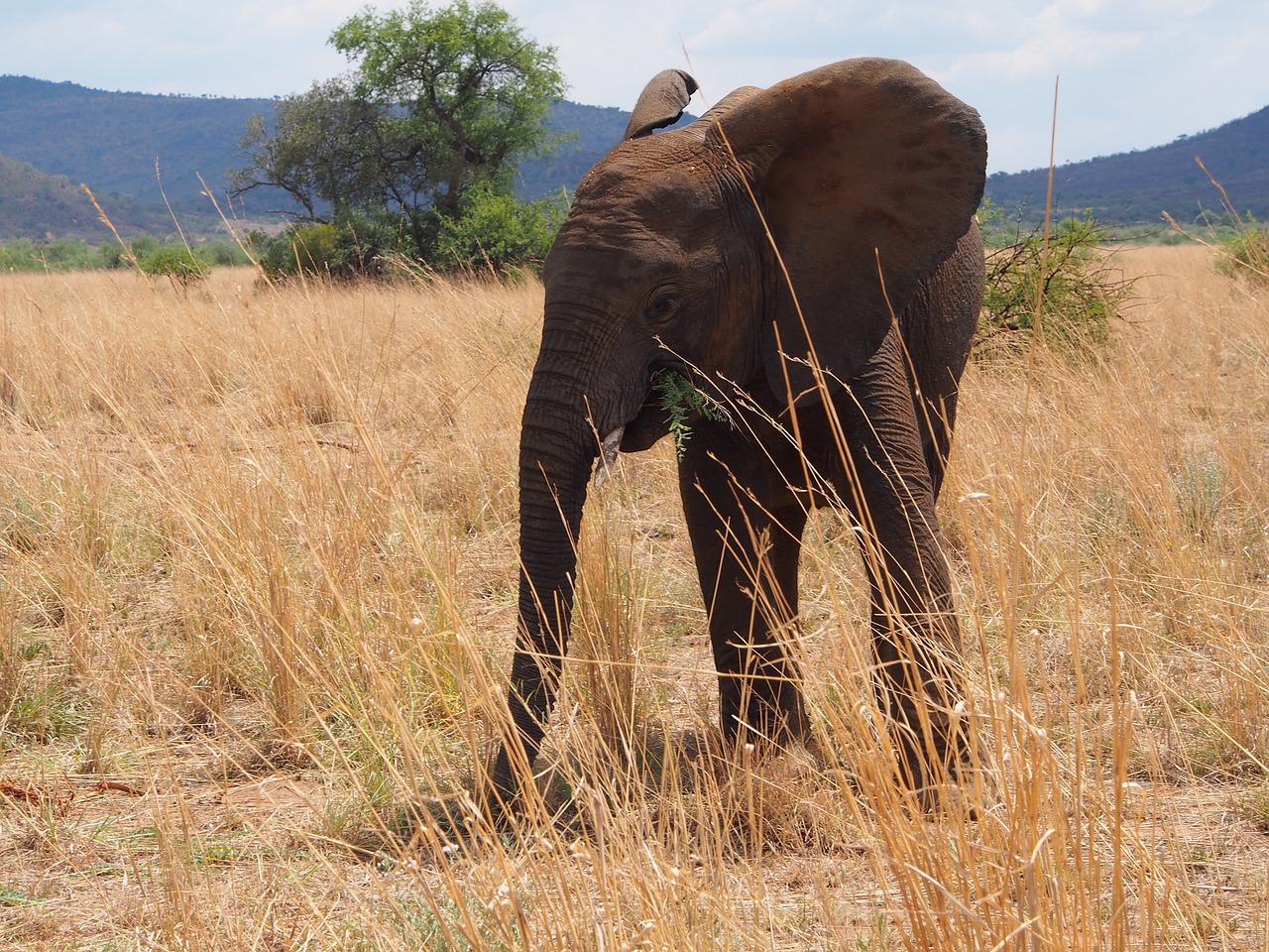 elephant south africa africa free photo