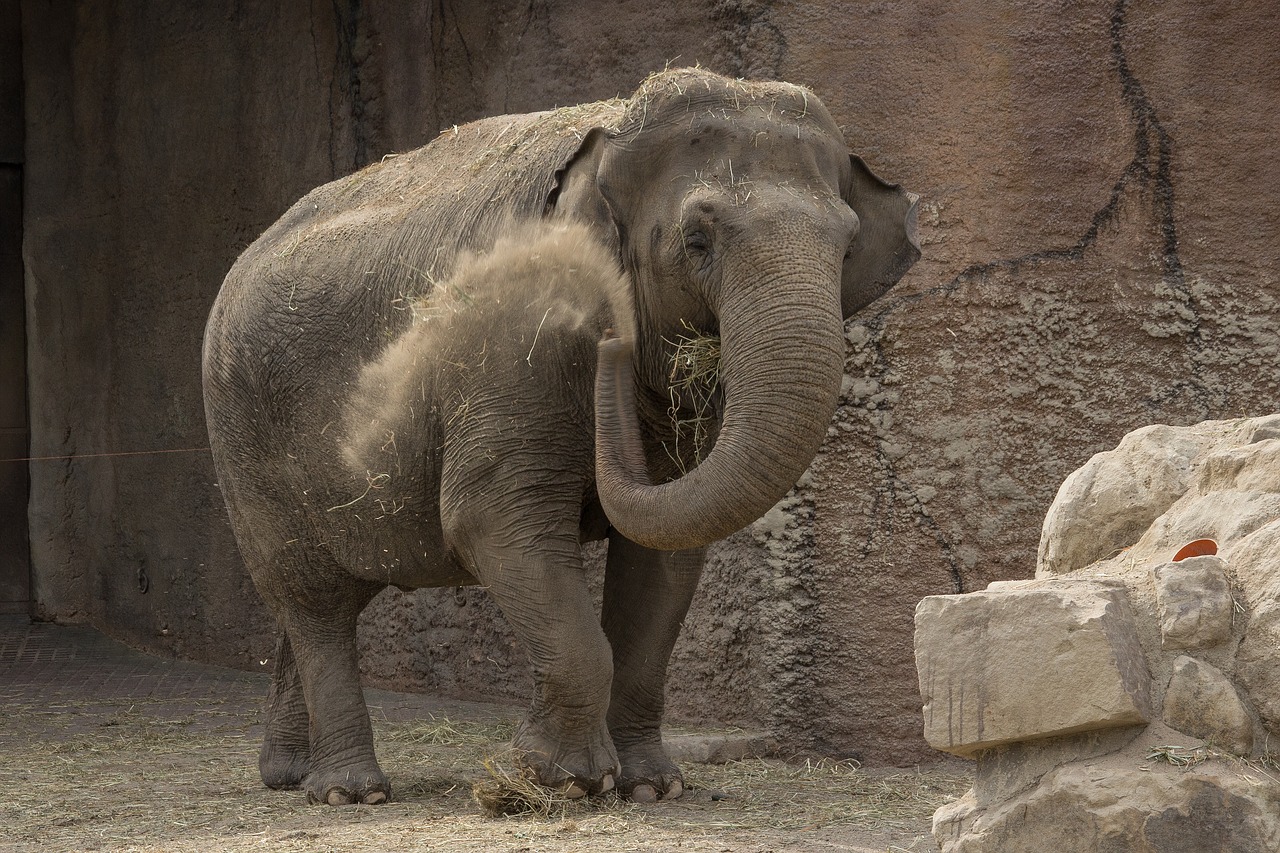 elephant animals proboscis free photo