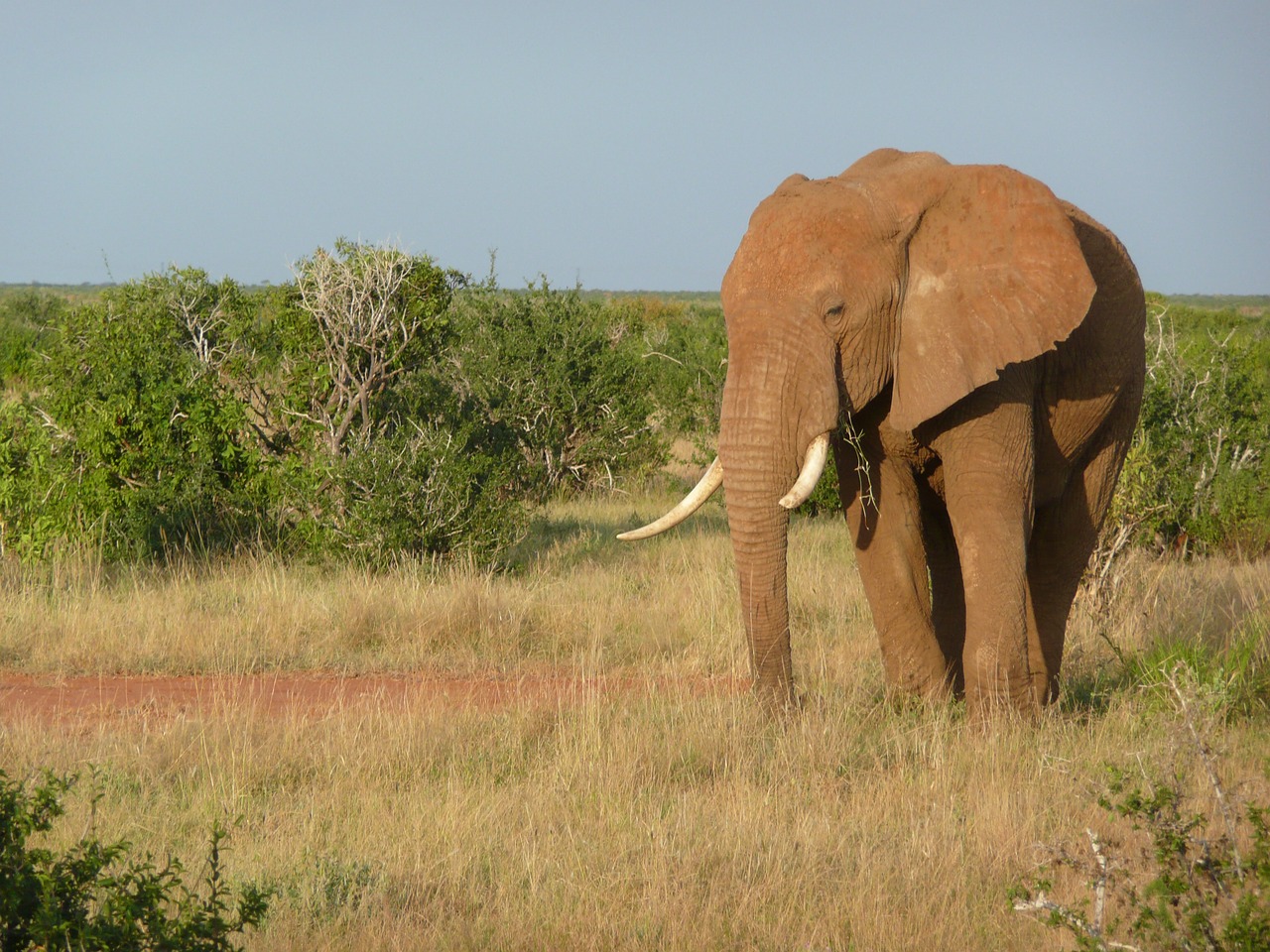 elephant african kenya free photo