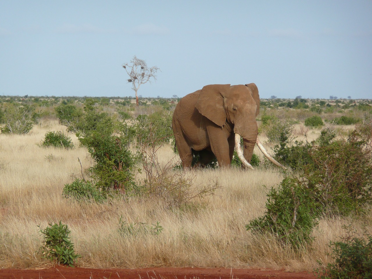 elephant africa kenya free photo