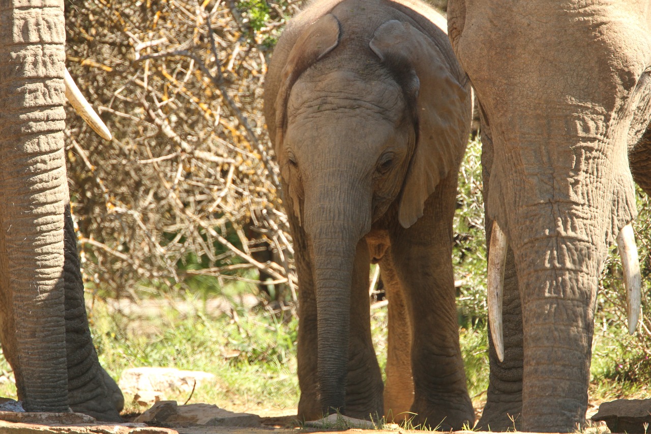elephant calf africa free photo