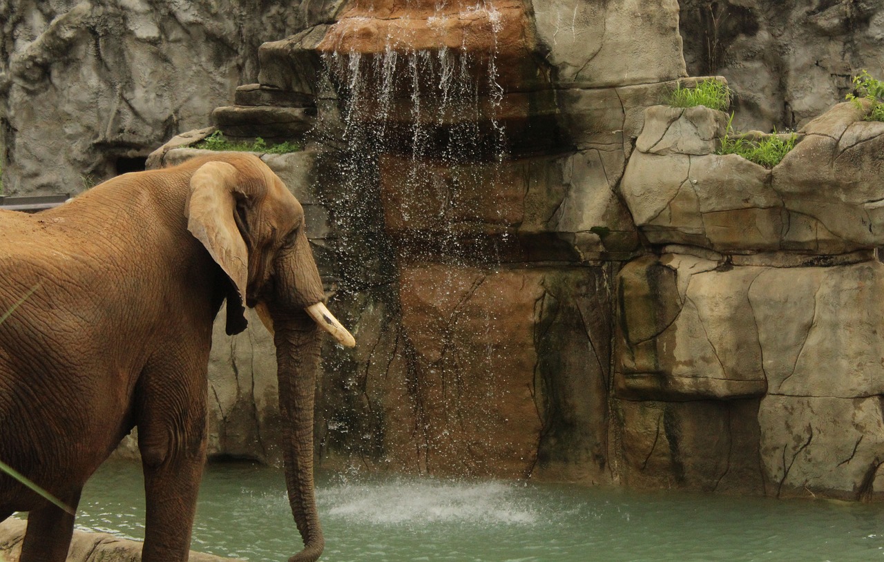 elephant waterfall trunk free photo