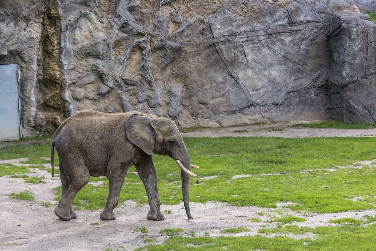 elephant pachyderm wildlife photography free photo