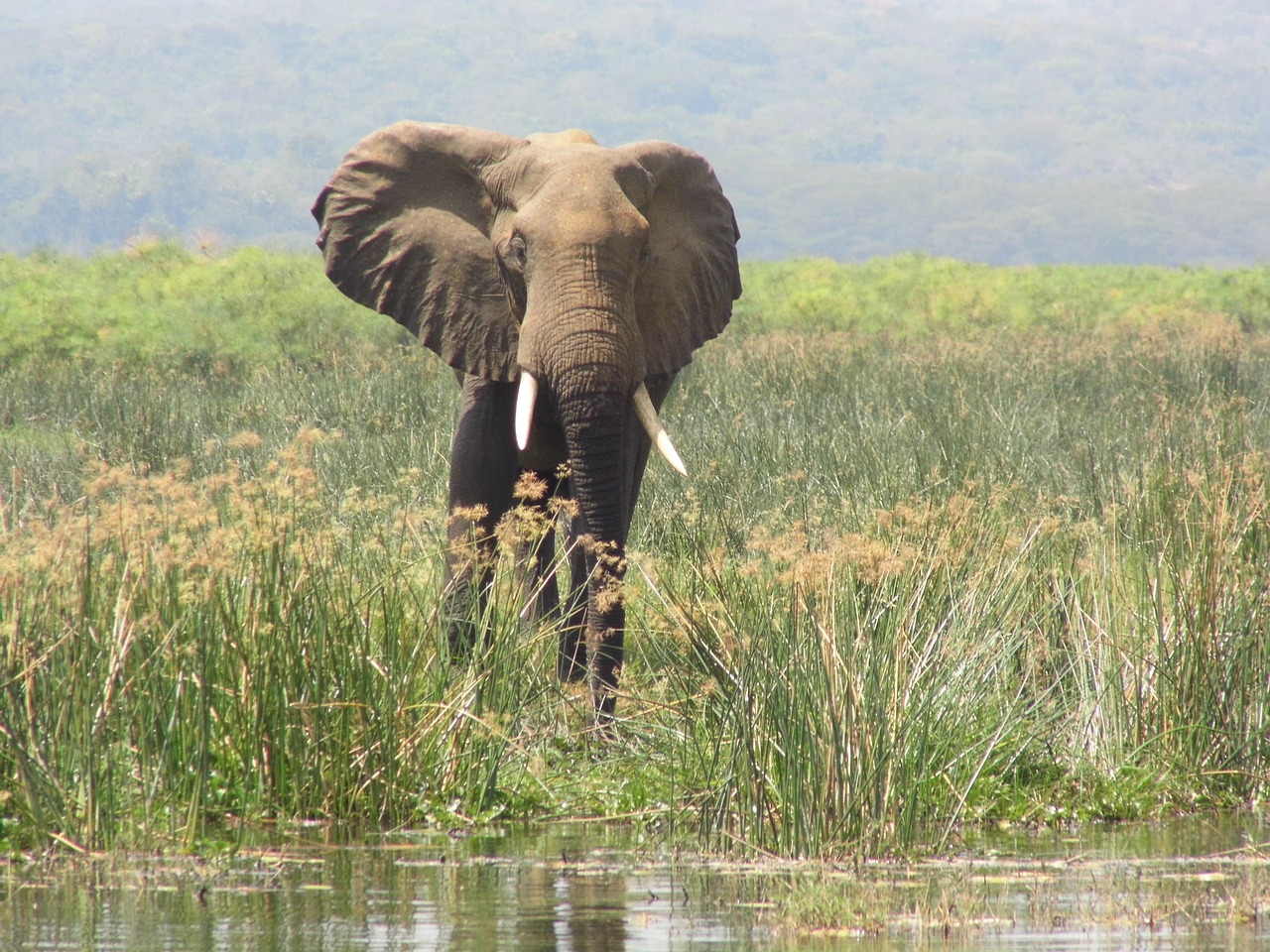 elephant murchison falls uganda free photo