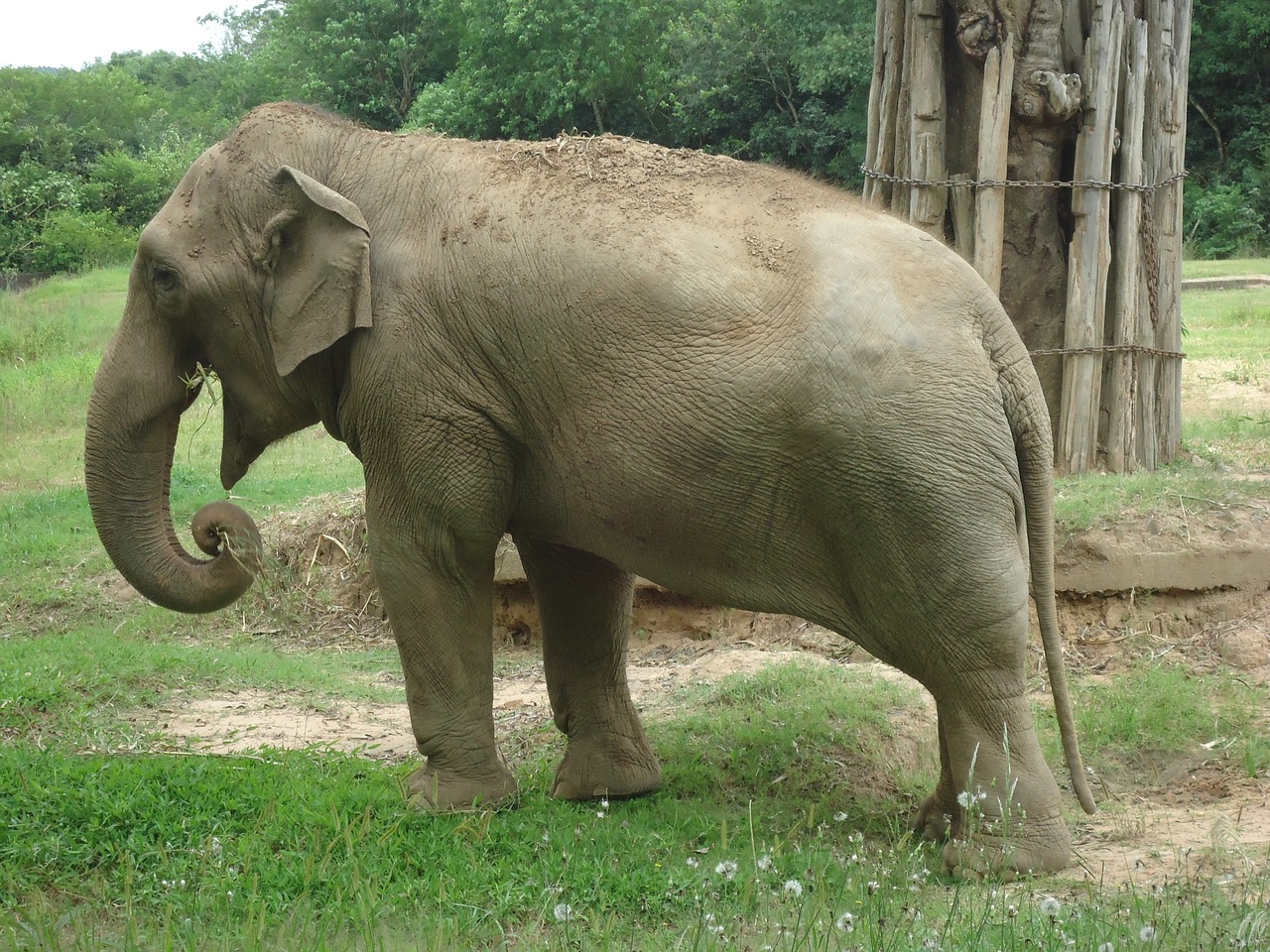 elephant zoo animal free photo