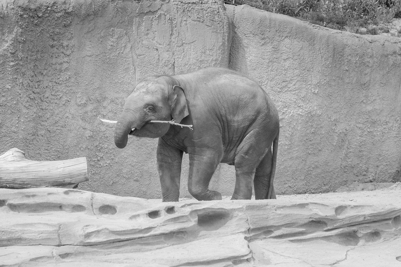 elephant black white free photo