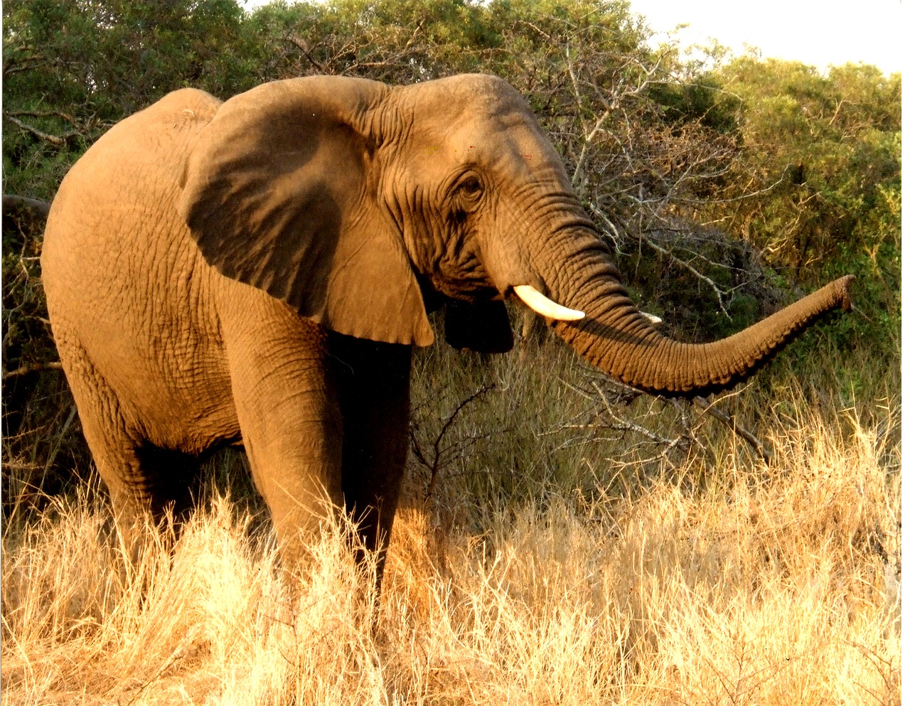 elephant wildlife nature free photo