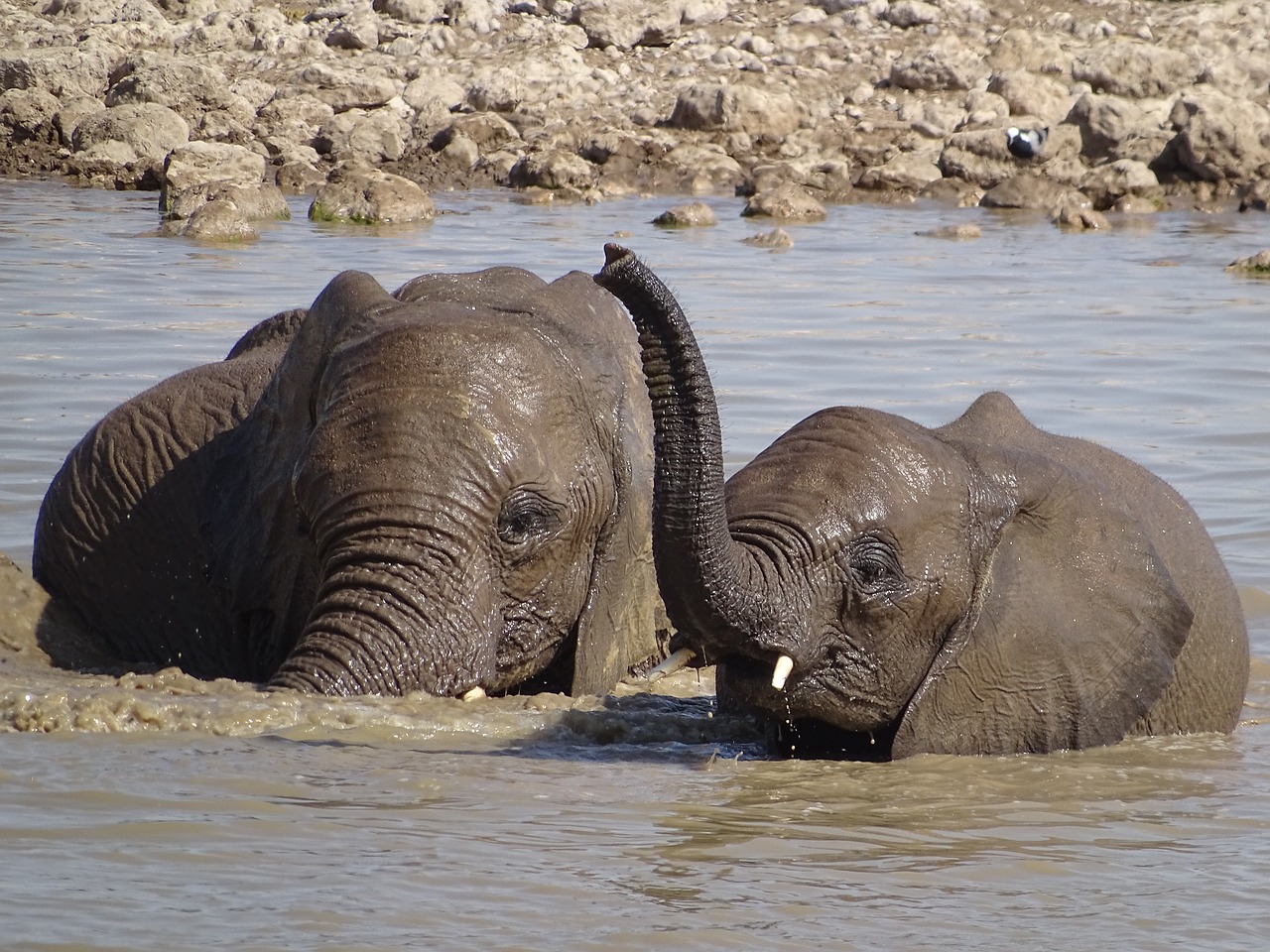 elephant water wet free photo