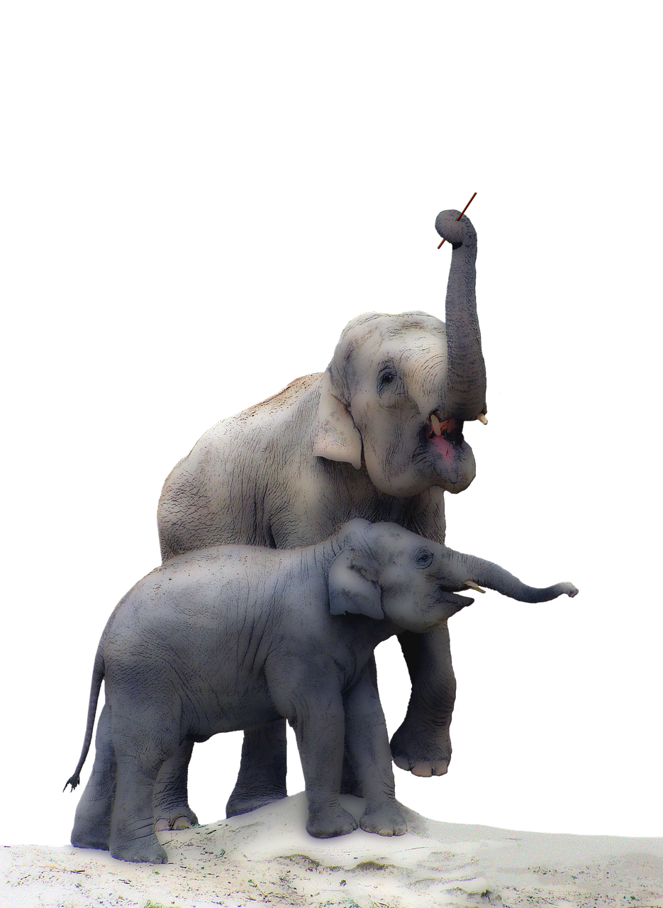 elephant baby elephant isolated free photo