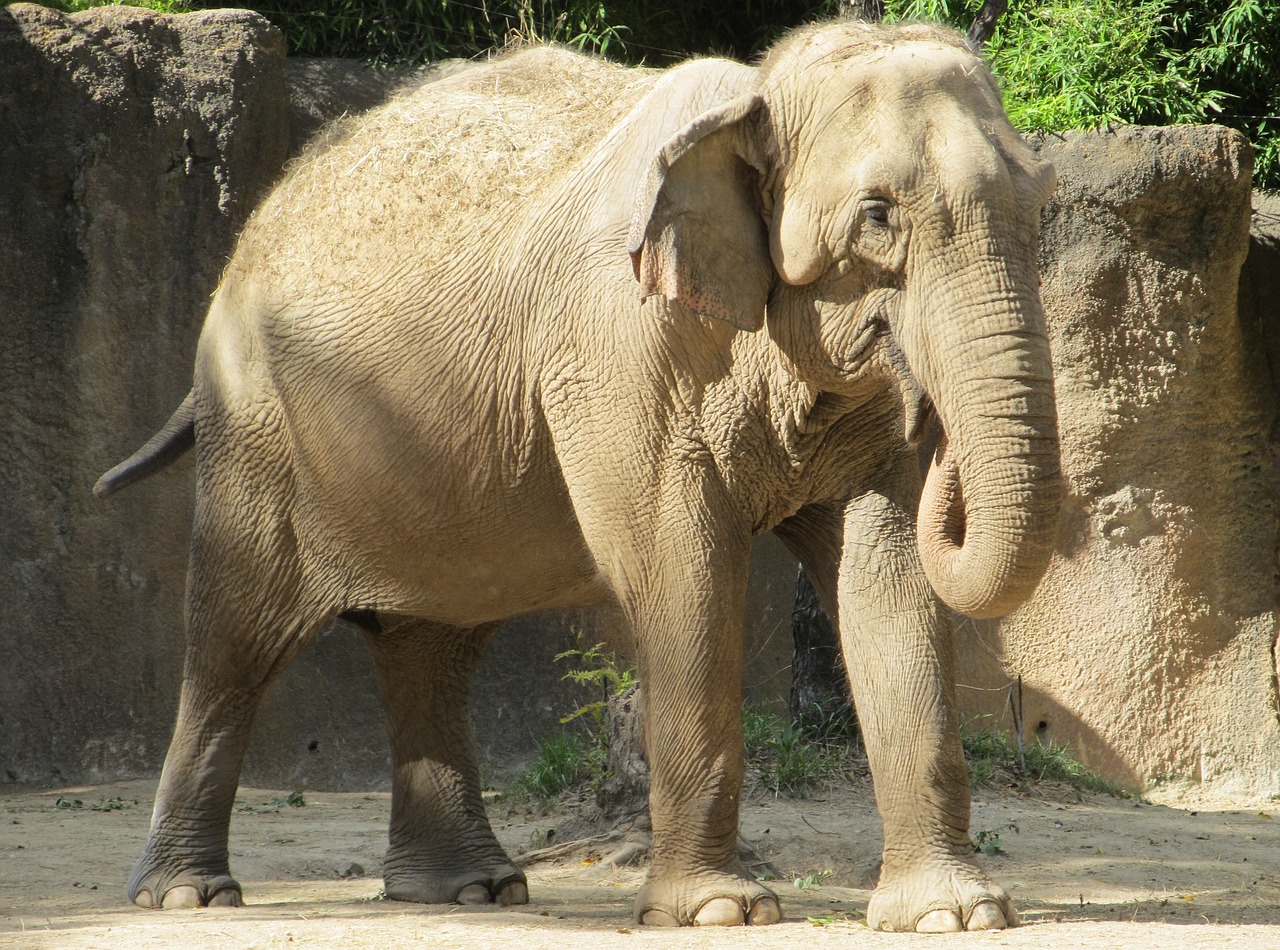 elephant zoo standing free photo