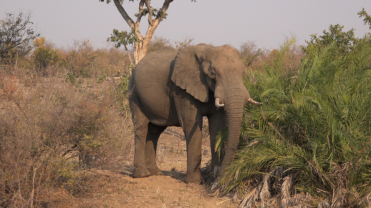 elephant savannah africa free photo