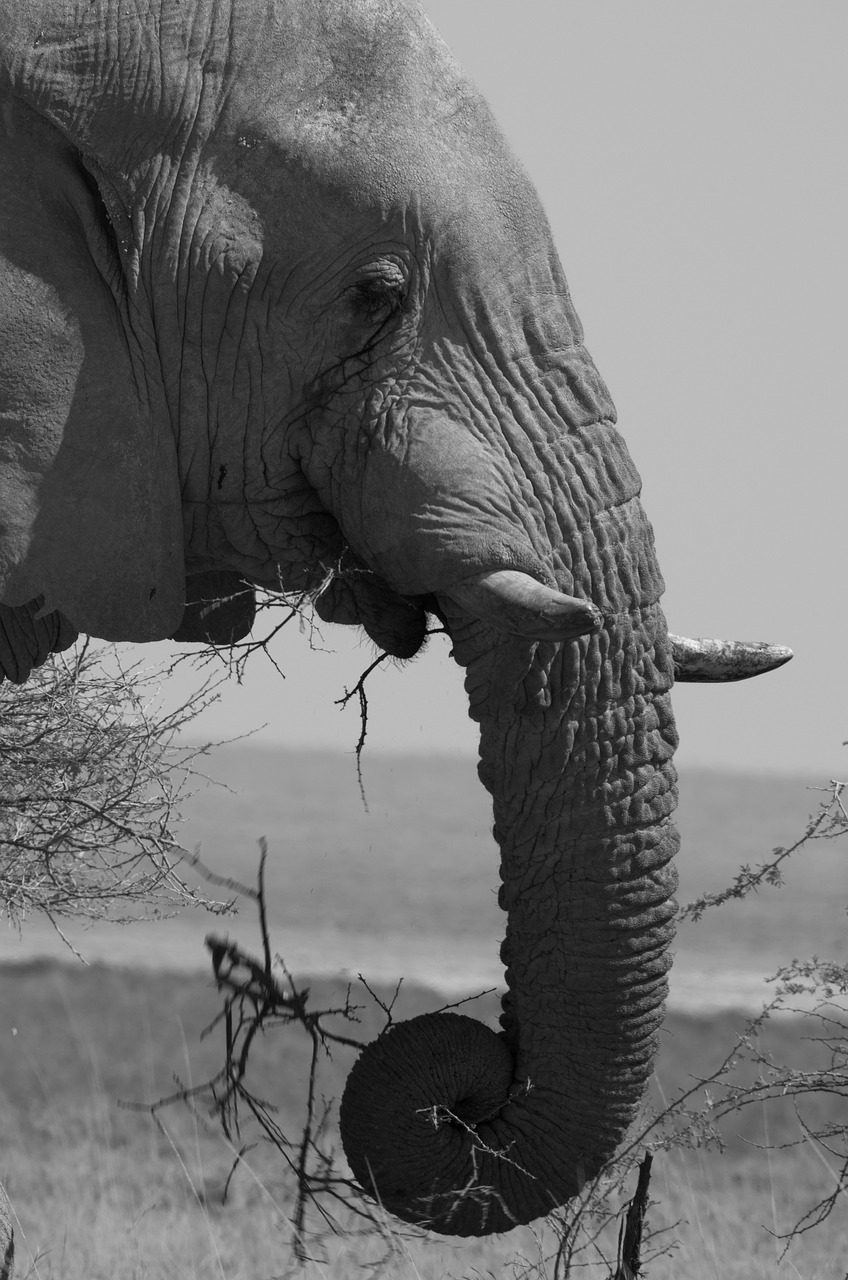 elephant etosha africa free photo