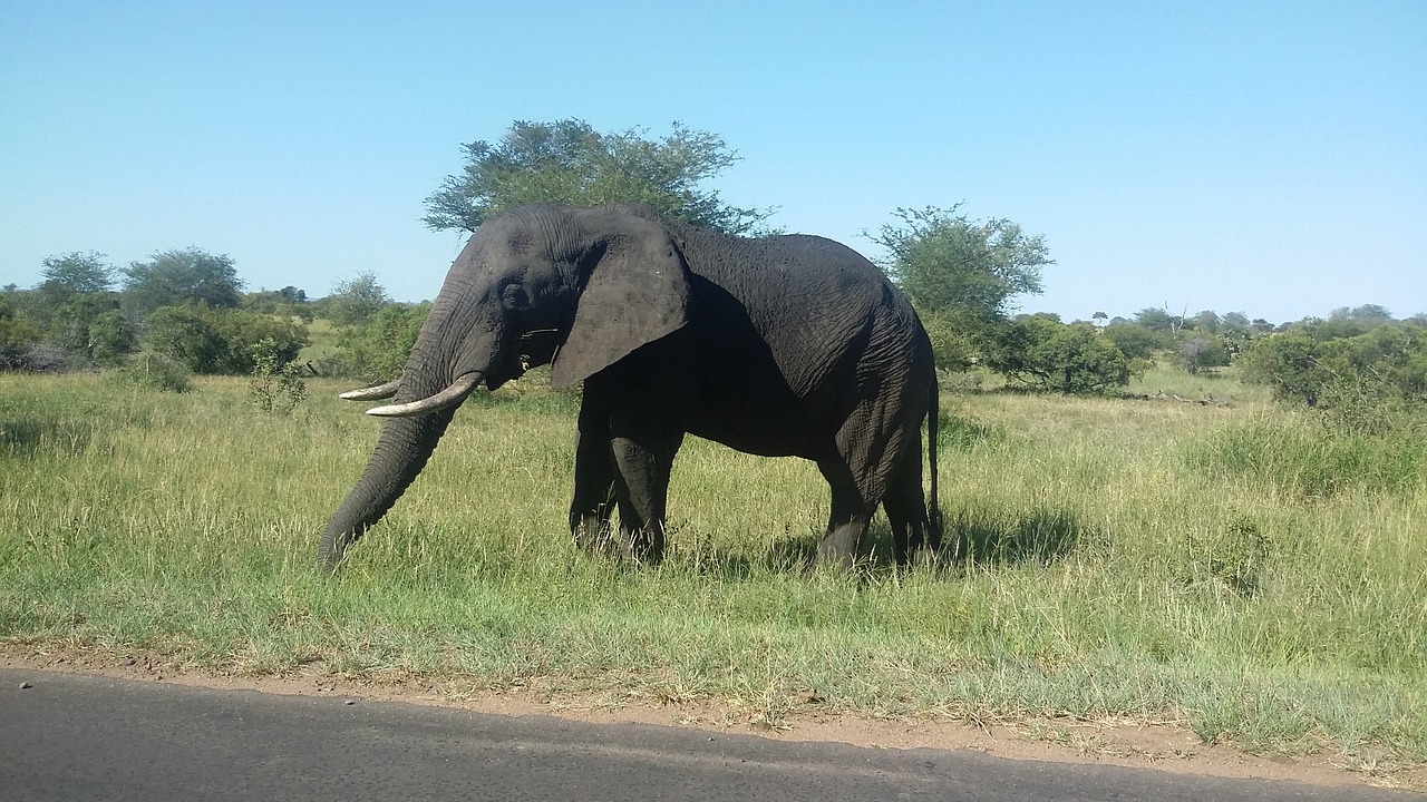 elephant africa kruger national park free photo