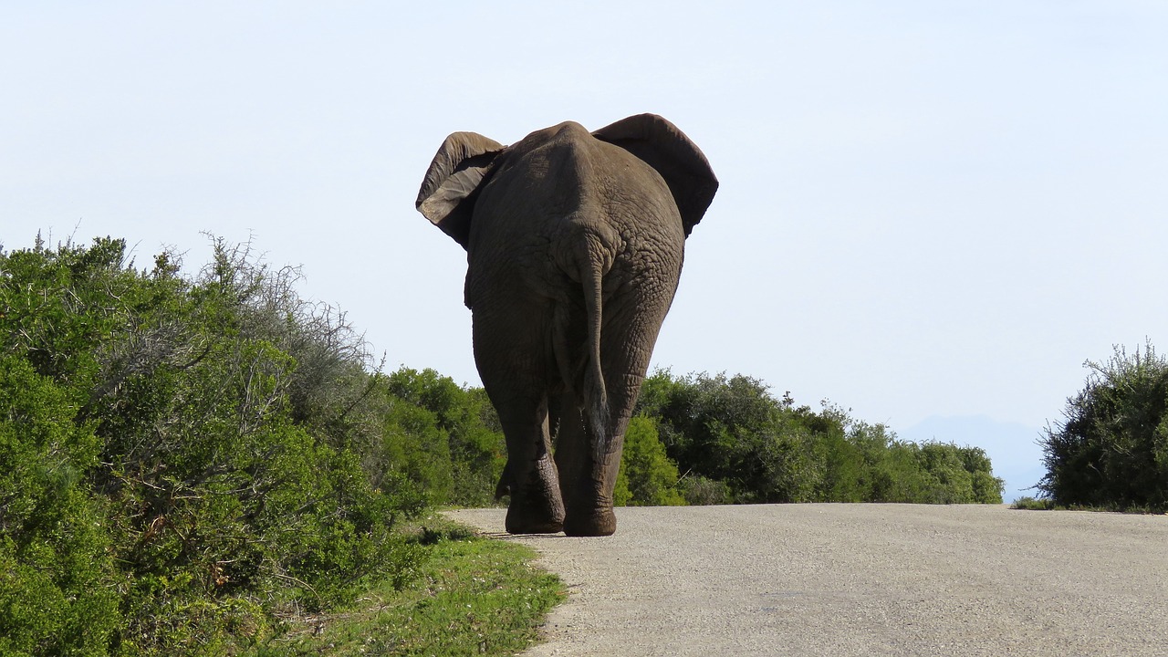 elephant big large free photo