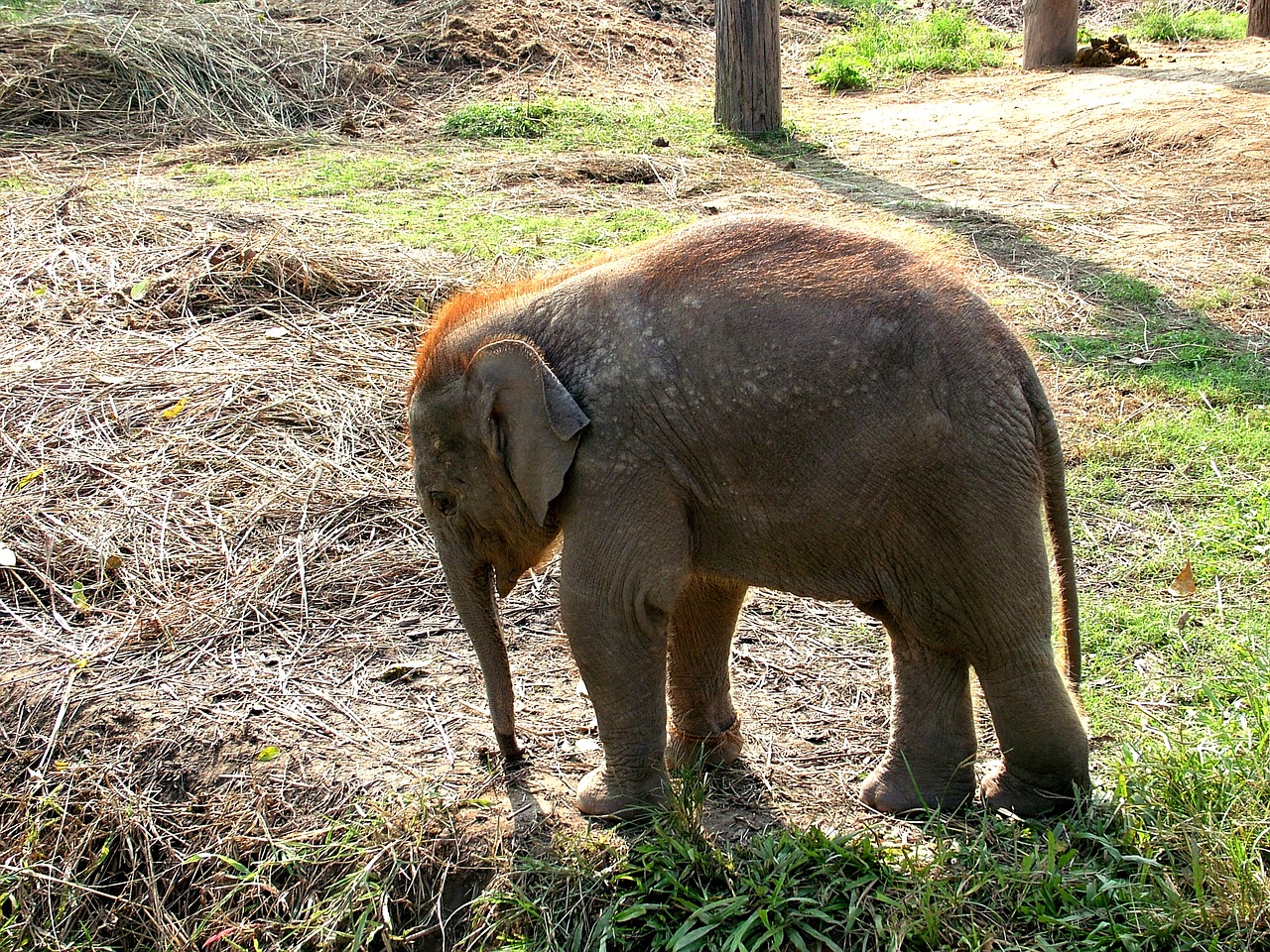elephant small elephant nepal free photo
