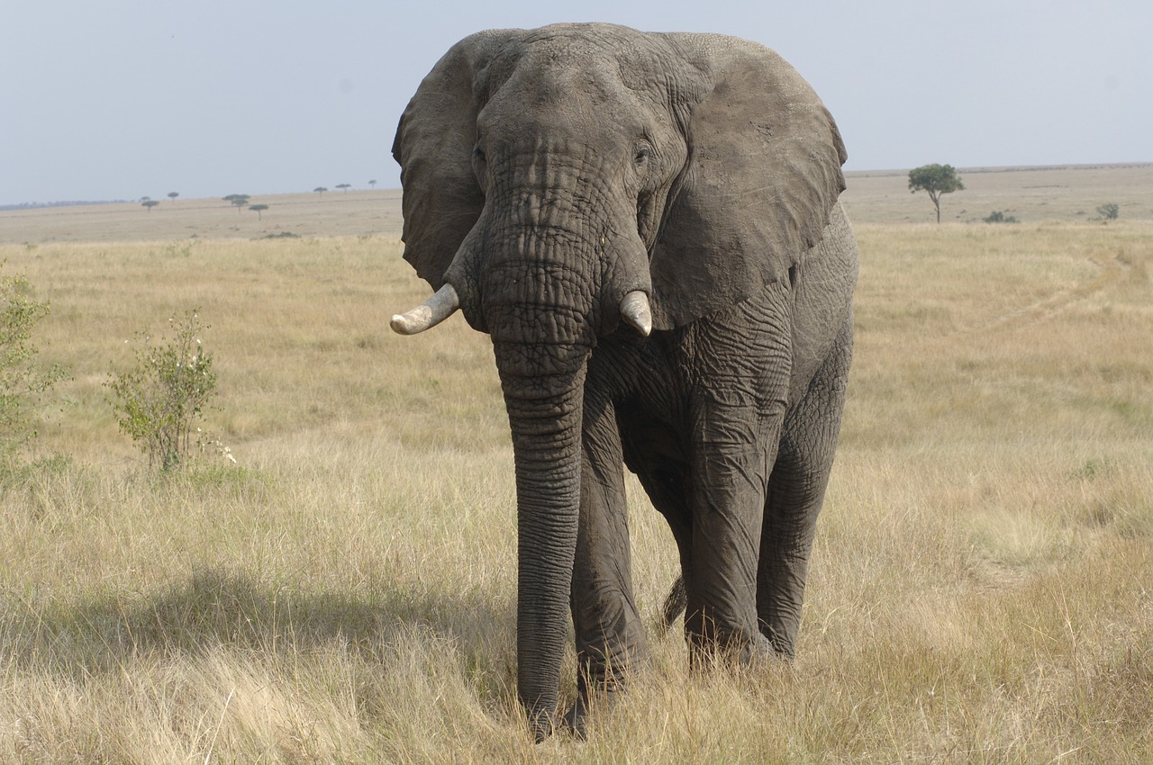 elephant savannah kenya free photo