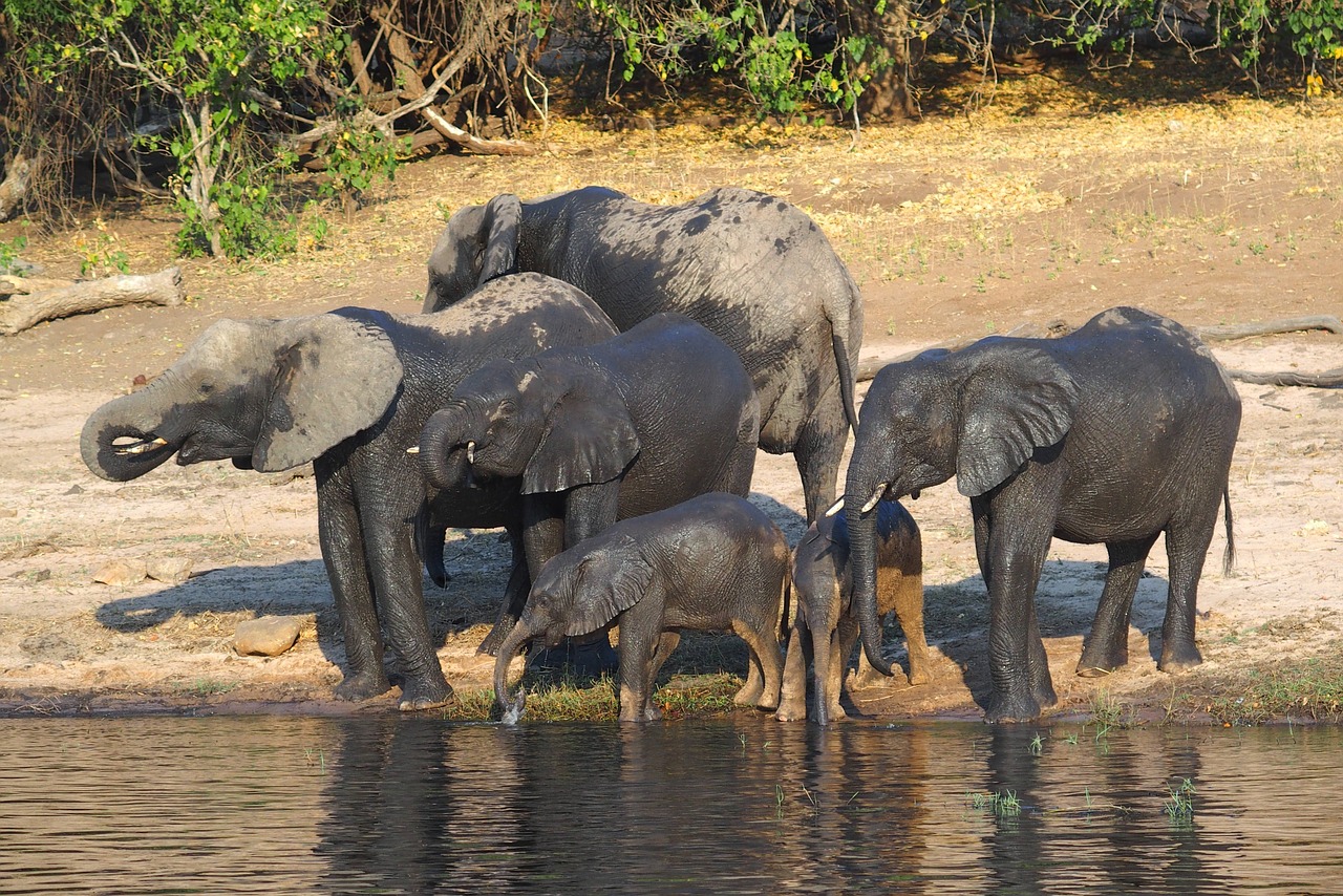 elephant botswana chobe free photo