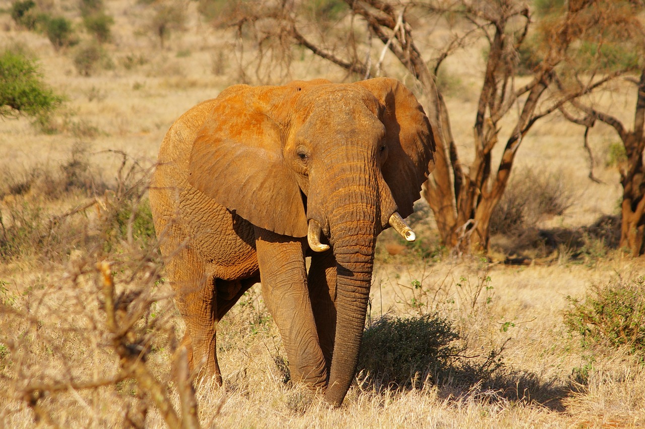 elephant africa safari free photo