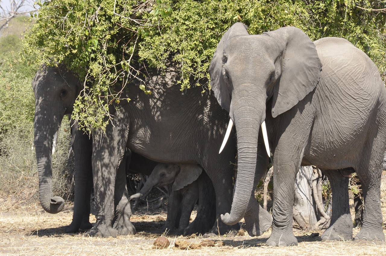 elephant flock botswana free photo