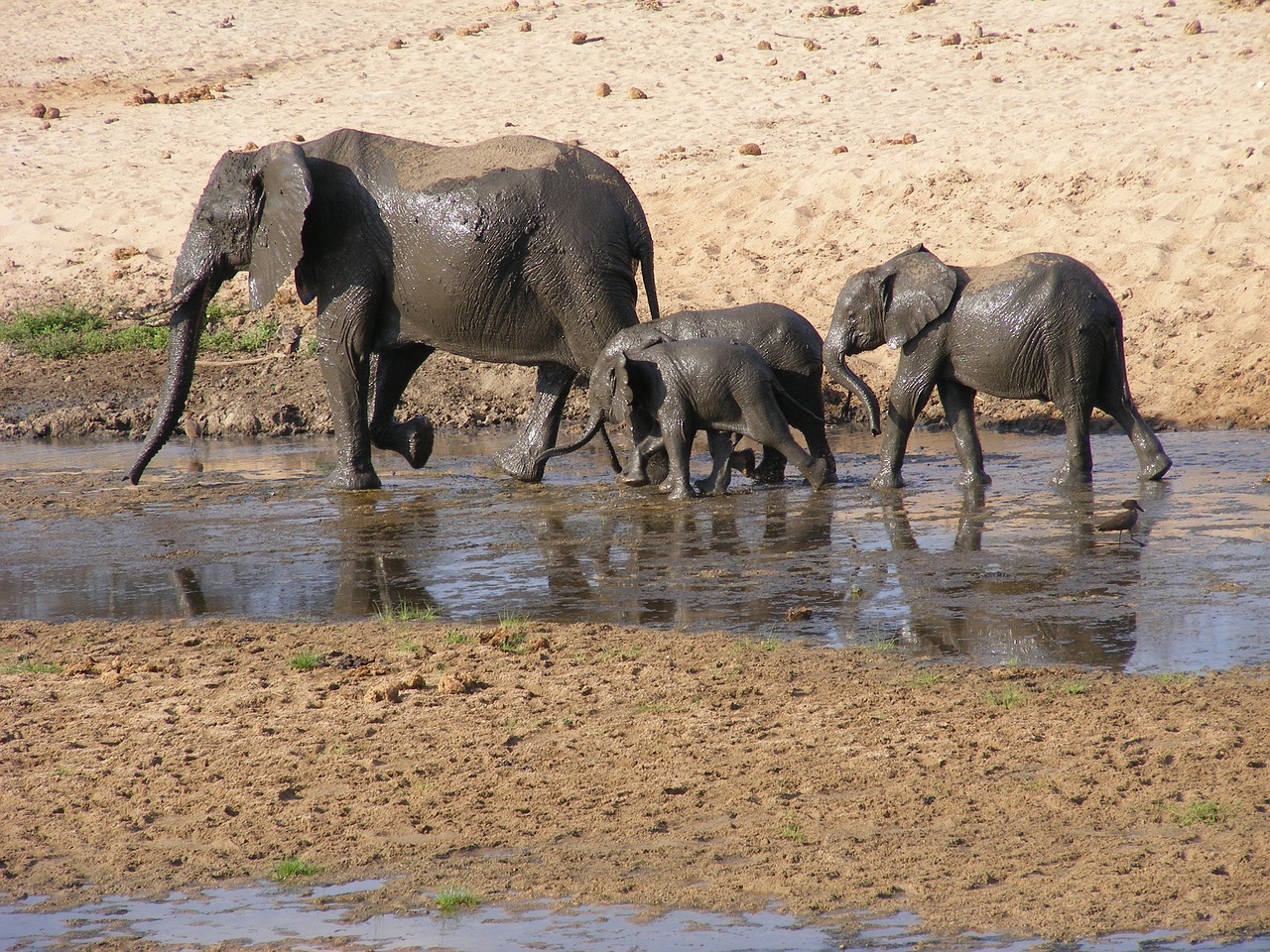 elephants africa wildlife free photo