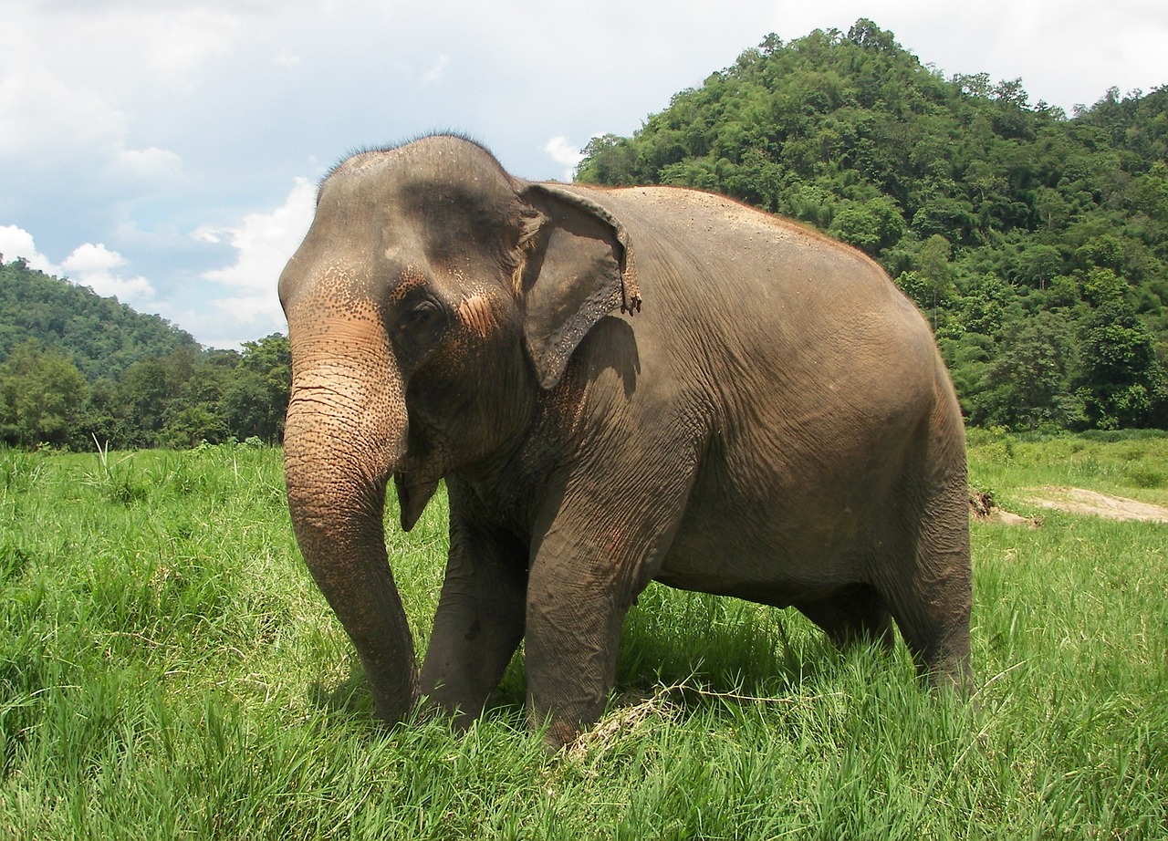 elephant thailand elephant nature park free photo