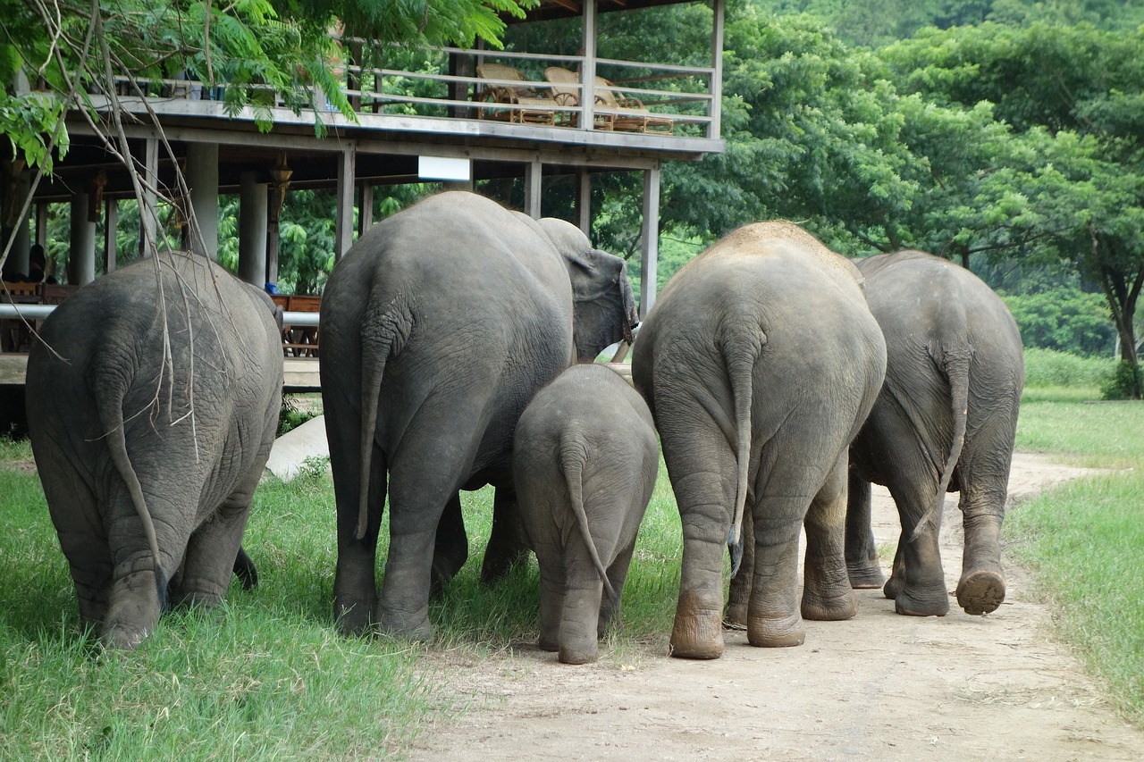 elephant thailand elephant nature park free photo