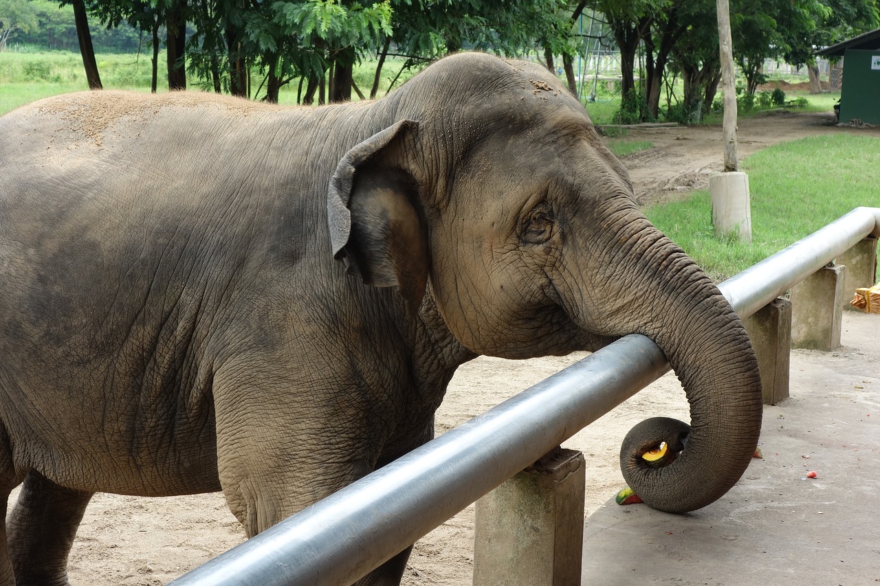 elephant thailand elephant nature park free photo