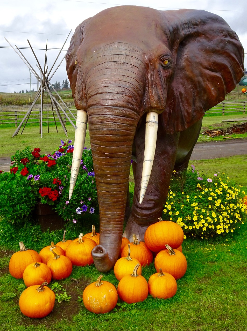 elephant pumpkins fun free photo