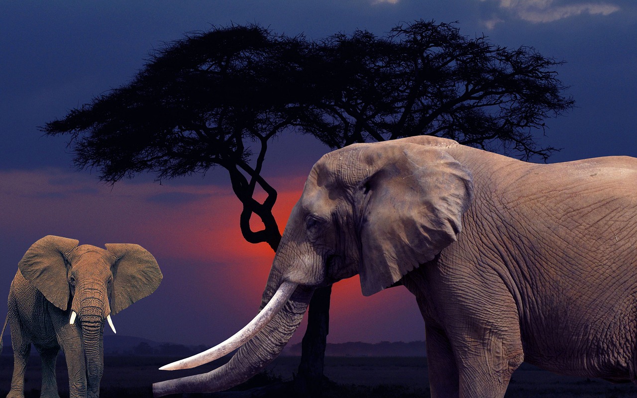 elephant savannah arrangement free photo