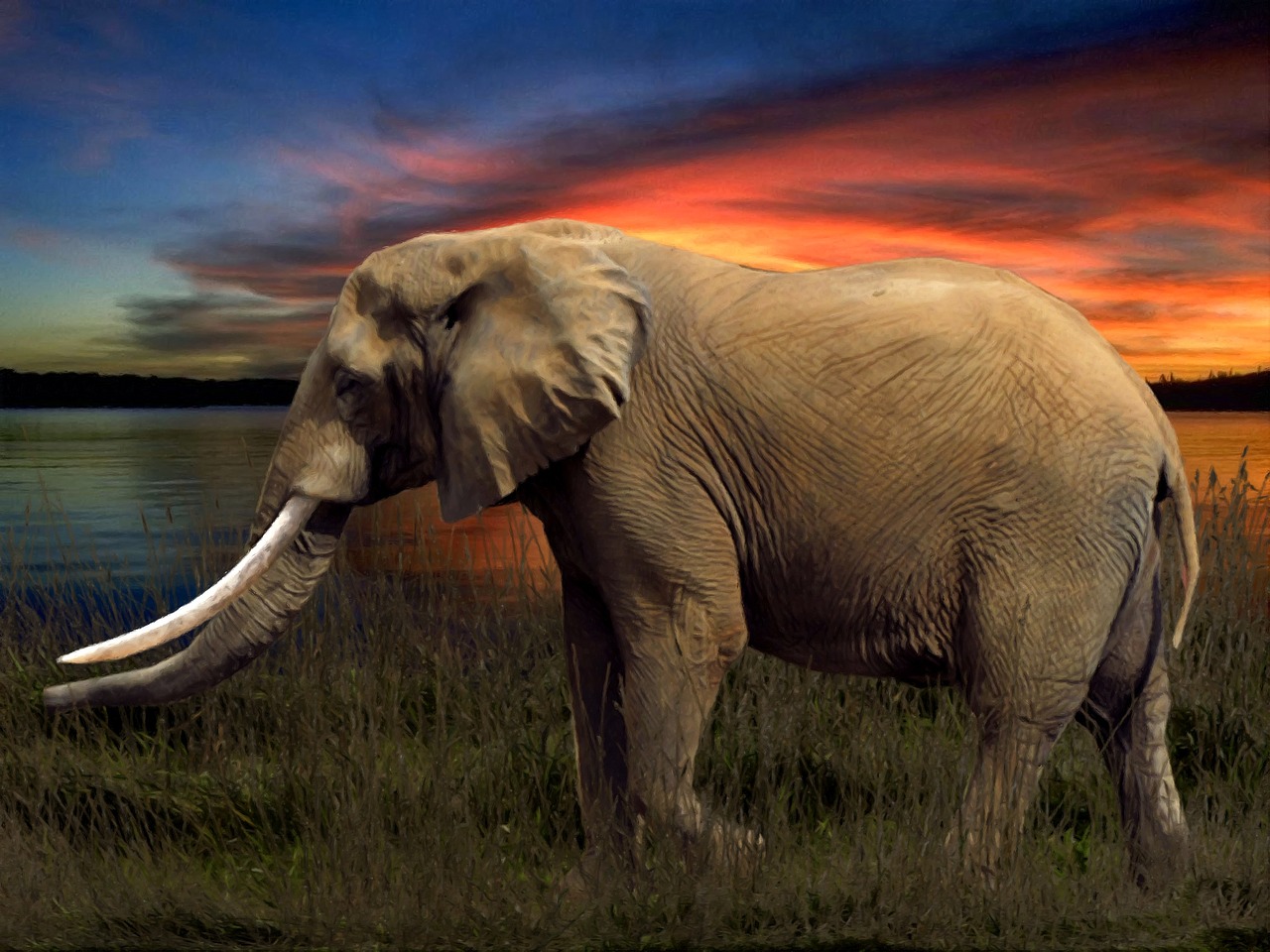 elephant savannah arrangement free photo