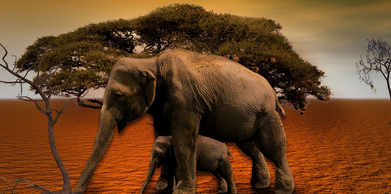 elephant africa baobab free photo