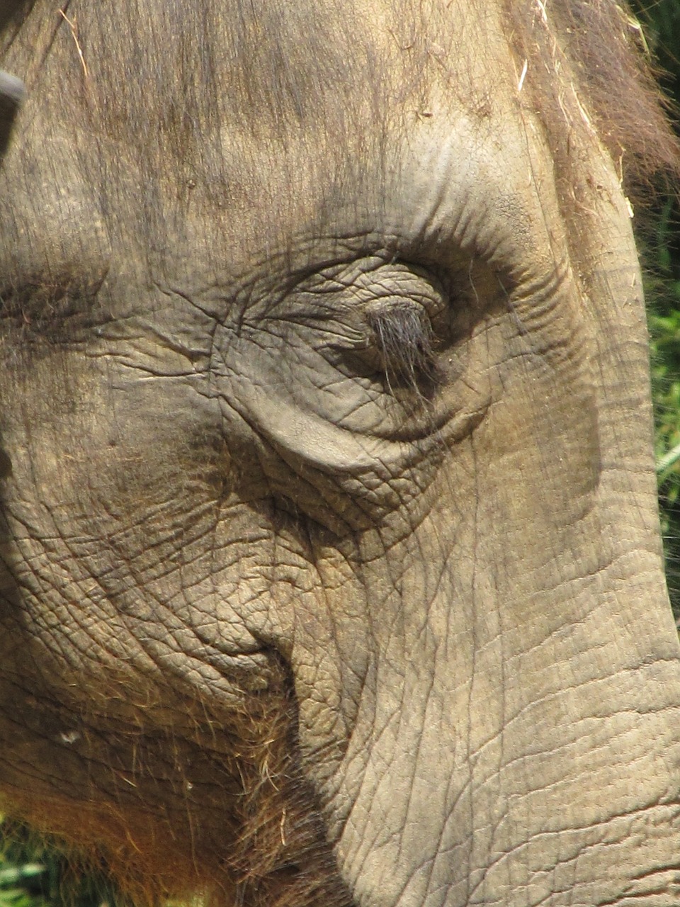 elephant eye close up free photo