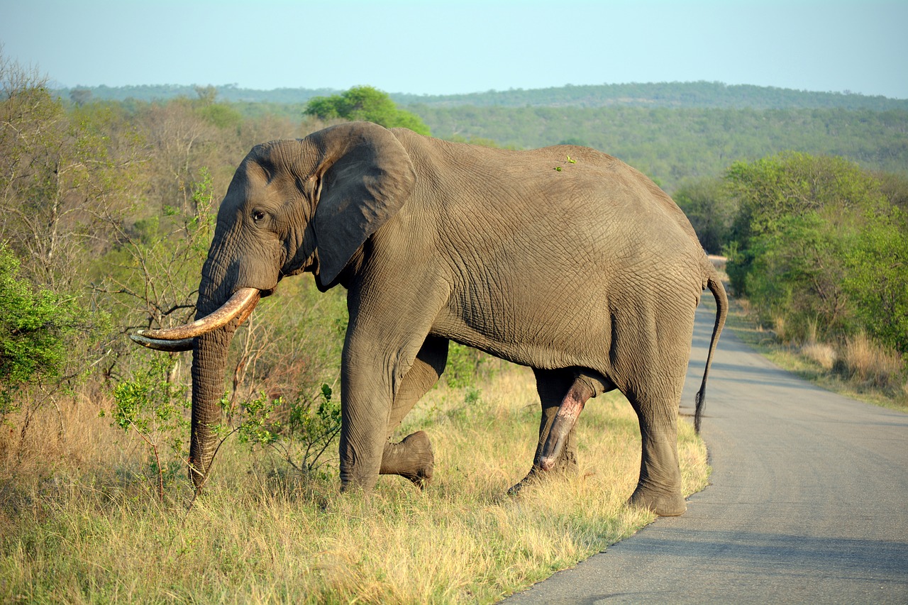 elephant kruger park south africa free photo