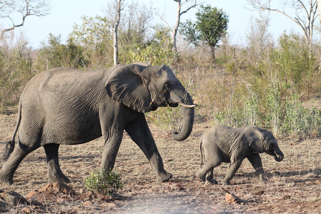 elephant mother baby free photo