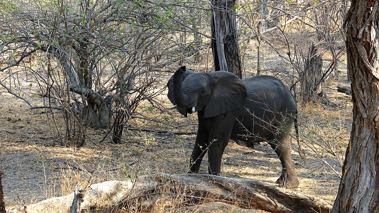 elephant botswana drought free photo