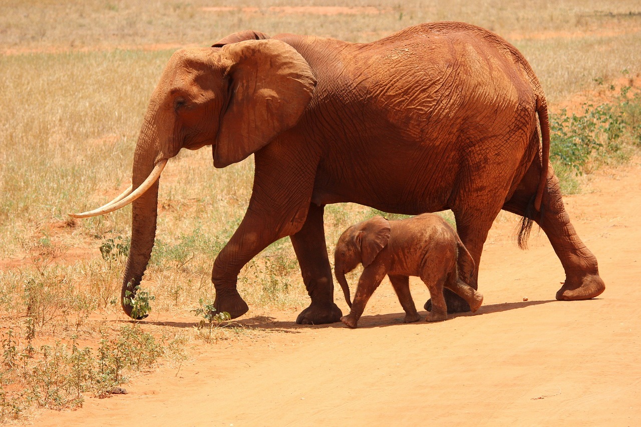 elephant cub tsavo free photo