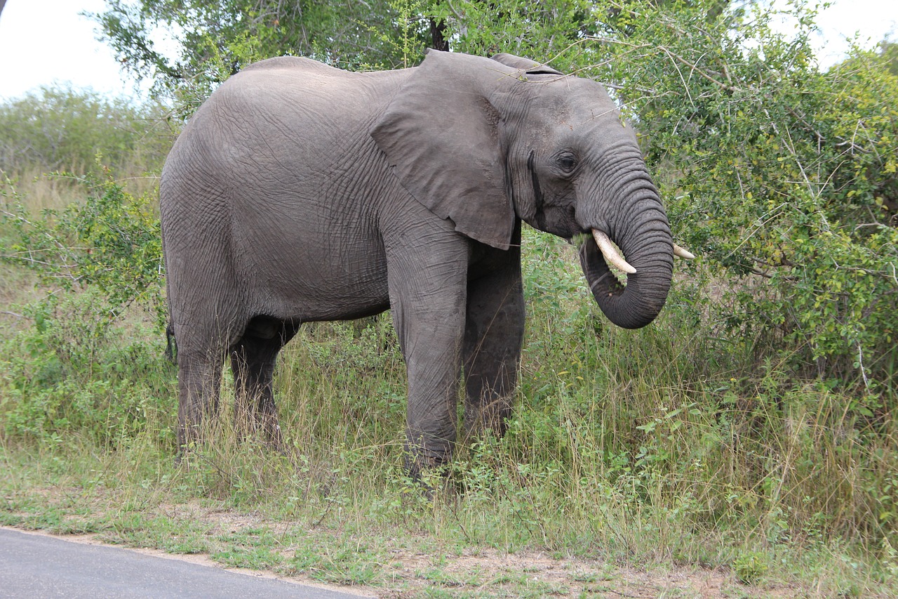 elephant grazing kruger national park free photo