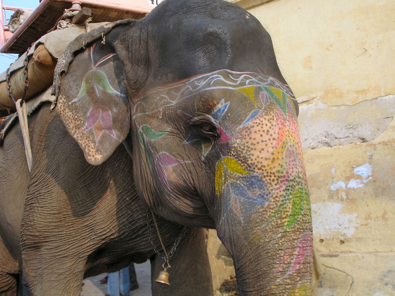 elephant animal india free photo