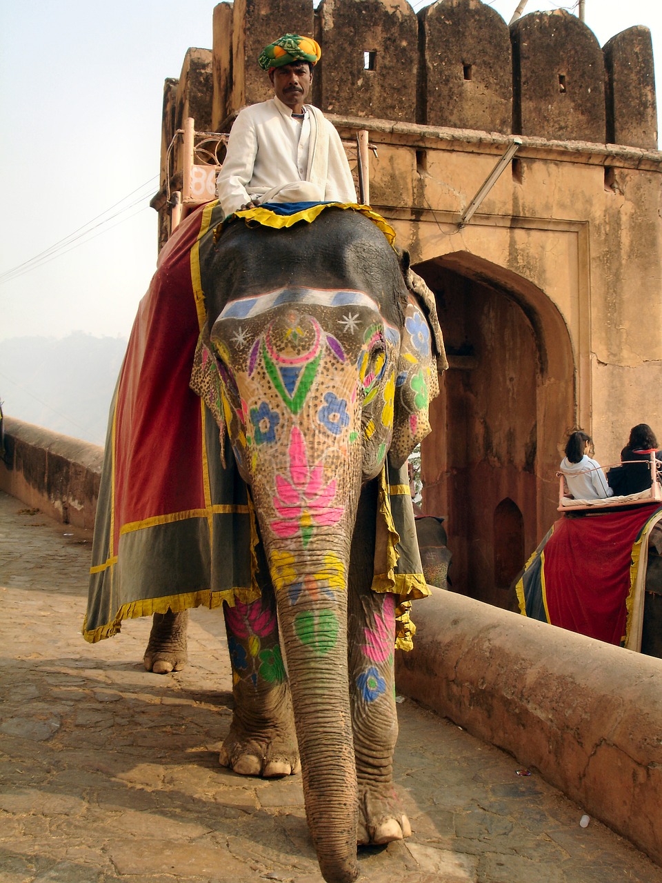 elephant animal india free photo