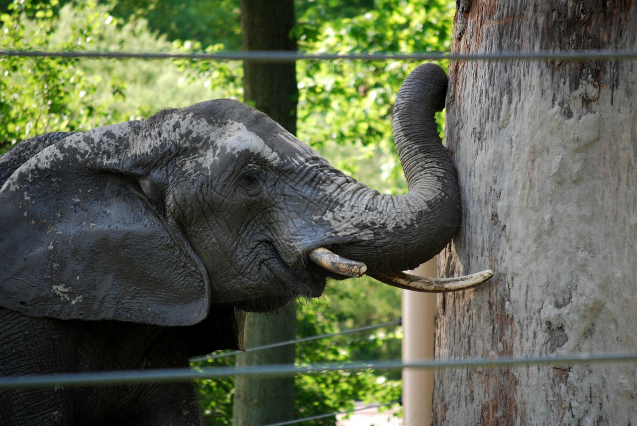 elephant determination obstacle free photo