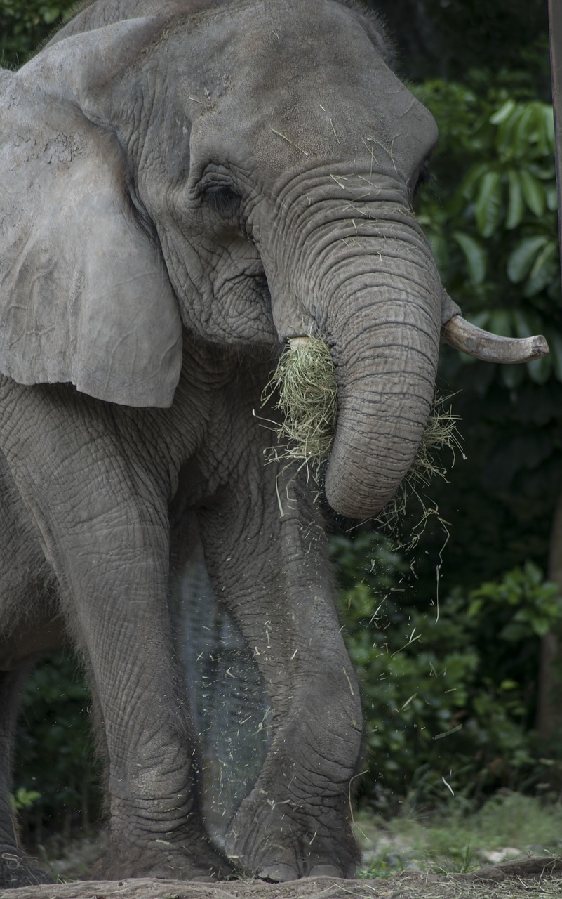 elephant wildlife zoo free photo