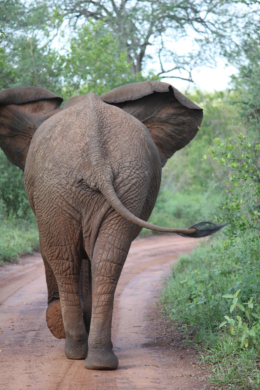 elephant africa wild free photo