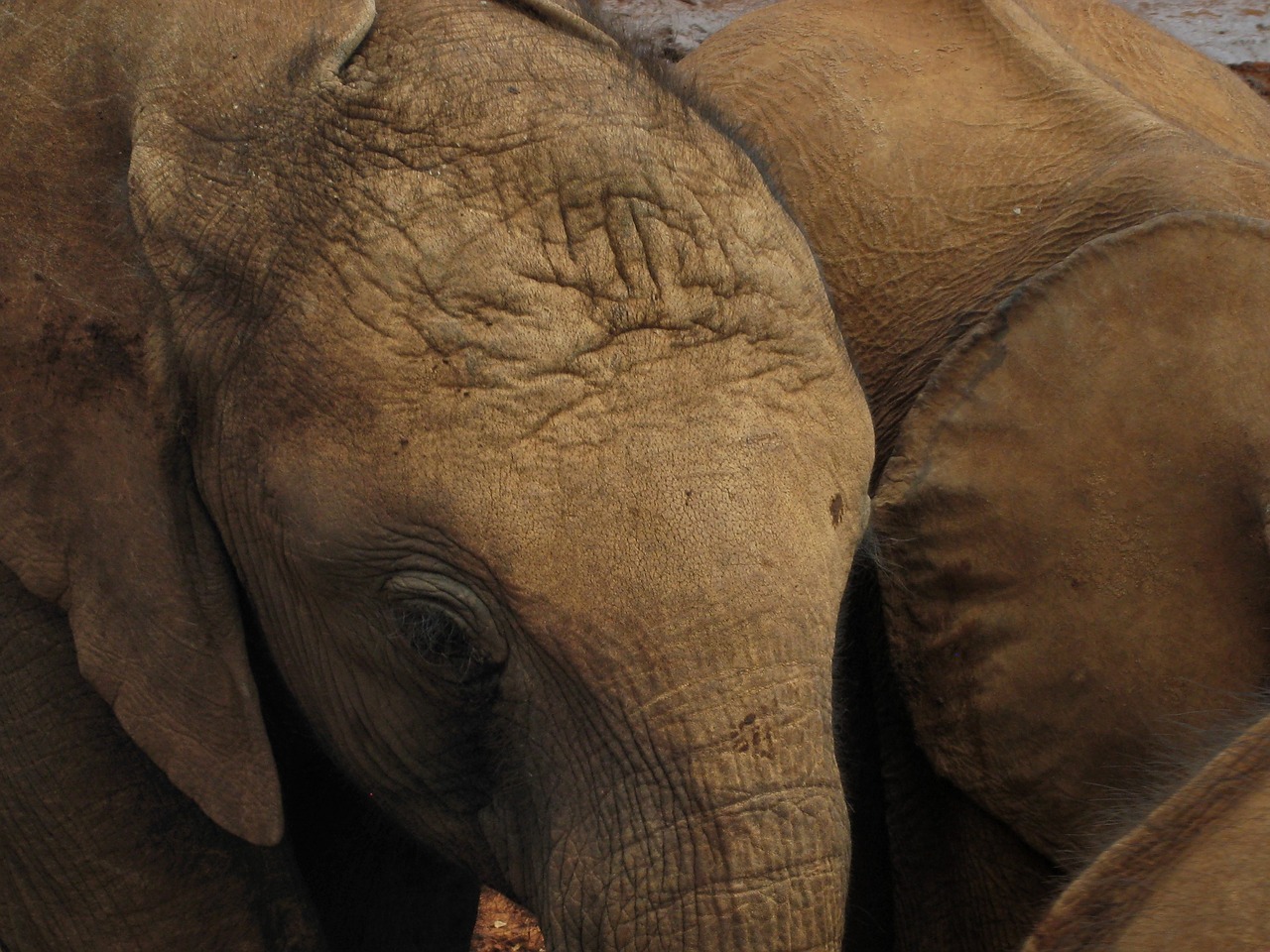 elephant baby pachyderm free photo